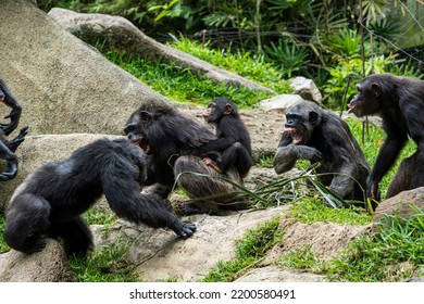 Group of Chimpanzees fighting in the field.