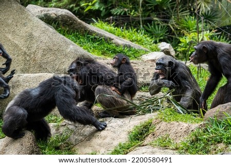 Group of Chimpanzees fighting in the field.
