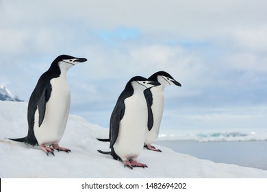 Group of Chinstrap Penguins in Antarctica with clouds and sea in the background. - Powered by Shutterstock