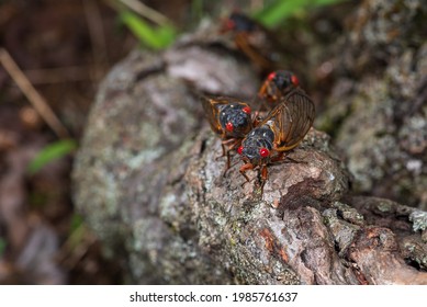 Group Cicadas Hanging Out On Root Stock Photo 1985761637 | Shutterstock