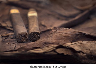 Group Of Cigars On Tobacco Leaves