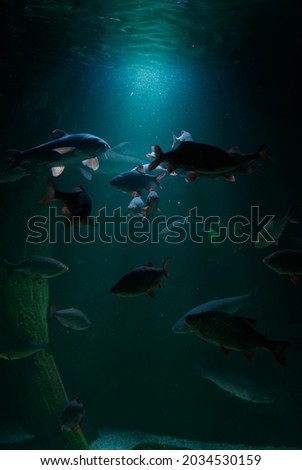 Similar – Image, Stock Photo fisheye Green Buoy Ocean