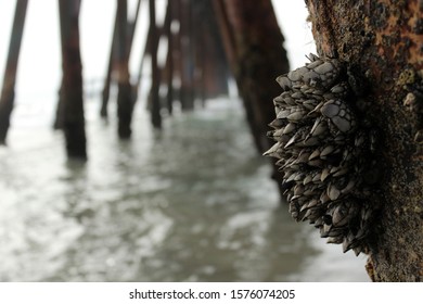 Group Of Clams In Tijuana Beach