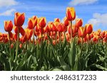 Group of up close beautiful vibrant red yellow tulips in holland dutch field on sunny day in the park.