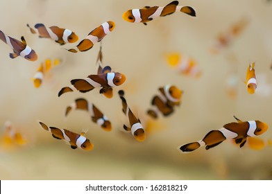 Group Of Clown Fish