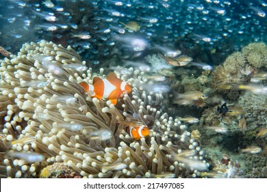 Group Of Clown Fish Looking At You From Anemone House