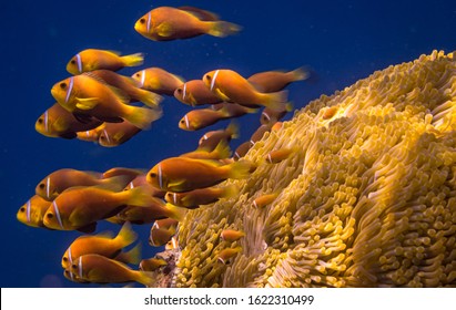 A Group Of Clown Fish Swimming Against Current Over An Anemone In The Maldives.