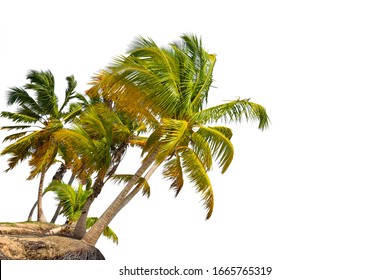 Group Of Coconut Palm Trees Isolated On White Background