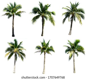 Group of coconut tree isolated on the white background. The collection of coconut trees. 