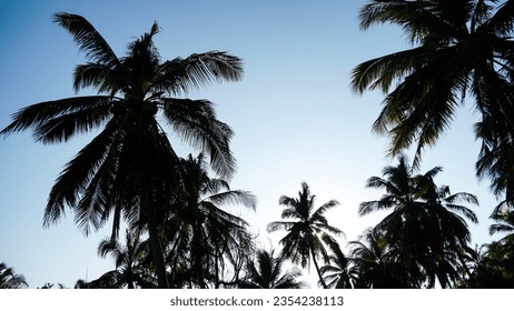 A group of coconut trees soars into the clear blue sky. Tall Coconut Trees on the beach area with clear sky in the background. - Powered by Shutterstock