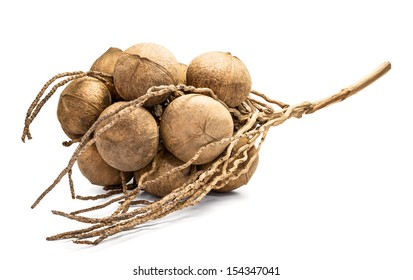 Group of Coconuts Shell Isolate in White Background