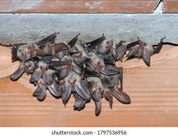 Group , colony, nursey of Brown long-eared bat (Plecotus auritus)