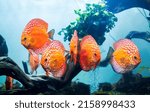 Group of colorful discus (pompadour fish) are swimming in fish tank. Symphysodon aequifasciatus is American cichlids native to the Amazon river, South America,popular as freshwater aquarium fish.