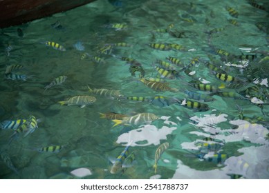 A group of colorful fish swimming in clear water.
 - Powered by Shutterstock