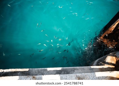 A group of colorful fish swimming in clear water.
 - Powered by Shutterstock