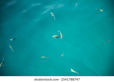 A group of colorful fish swimming in clear water.
 - Powered by Shutterstock