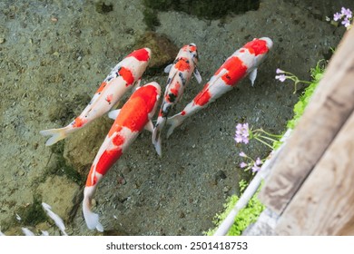 Group of colorful koi fish swim along clear water pond at Spring garden Shimeiso in Koi no Mizube Michi, Shimabara, Nagasaki, Japan. Famous travel destination to see carp swim in drain water in town. - Powered by Shutterstock