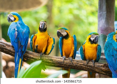 Group Of Colorful Macaw On Tree Branches