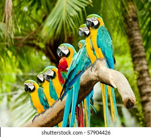 A Group Of Colorful Macaw On The Tree