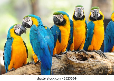 Group Of Colorful Macaw On The Tree