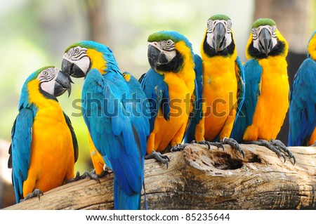 group of colorful macaw on the tree