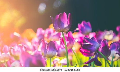 Group of colorful tulip. Purple flower tulip lit by sunlight. Soft selective focus, tulip close up, toning. Bright colorful tulip photo background
