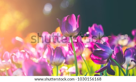 Group of colorful tulip. Purple flower tulip lit by sunlight. Soft selective focus, tulip close up, toning. Bright colorful tulip photo background Stock photo © 