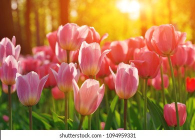 Group of colorful tulip. red pink, purple flower tulip lit by sunlight shine. Soft selective focus blur, tulip fresh buds close up, toning bulb grow. Bright colorful tulip macro photo image background