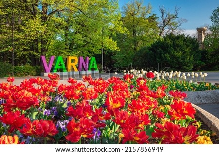 Group of colorful tulip in the sea garden of Varna.