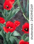 Group of colourful tulip in spring garden. Beautiful close up view of red tulips under sunlight in the garden at the middle of spring. Hybrid Red Tulips in a flowerbed. Amazing spring concept.
