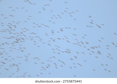 A group of Common Cranes (Grus grus) hovering in the blue sky.