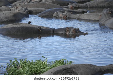 A group of common hippos partially submerged in a waterbody, surrounded by mud and aquatic plants. Several birds are perched on the hippos, adding to the wildlife setting. - Powered by Shutterstock