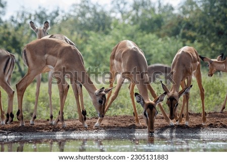 Group of Common Impala drinking backlit at waterhole in Kruger National park, South Africa ; Specie Aepyceros melampus family of Bovidae