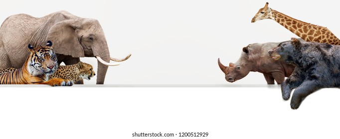 Group Of Common Large Zoo Animals Facing Each Other Hanging Over A Blank White Horizontal Web Banner Or Social Media Cover With Room For Text.