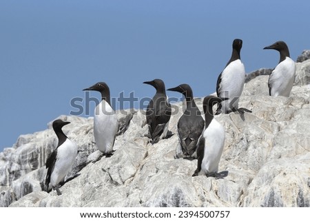 Group of Common murre or common guillemot (Uria aalge) on a cliff top