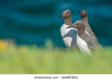 A Group Of Common Murre (Uria Aalge)