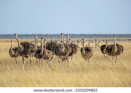 Group of common ostrich, Struthio camelus, in warm golden morning light. Yellow savannah background and blue sky. High quality photo