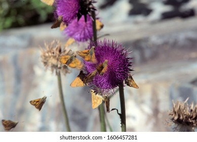 A group of common Skippers visit thistle blooms.