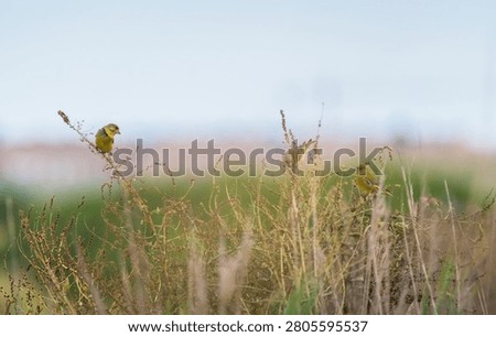 Group of common sparrows resting together on tree branch wildlife photography