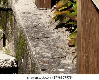 Group of common wall lizards basking together in warm sunlight on the weathered mossy top of a concrete garden wall in autumn