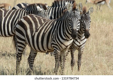 A group of common zebra standing on the plain. Serengeti National Park, Tanzania.