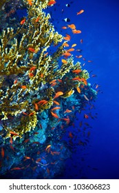 Group Of Coral Fish Blue Water.