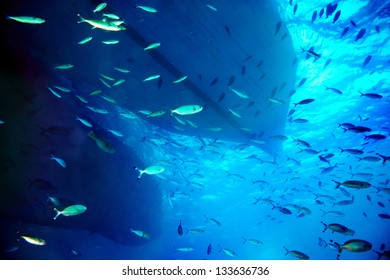 Group Coral Fish In Blue Water.