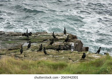 Group Of Cormorant Birds With Solo Seagull Scotland Coast Line, UK