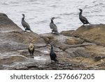 A group of cormorants gathering on rocky terrain by the shoreline with water in the background. Perfect depiction of these aquatic birds in their natural habitat, showcasing coastal wildlife scenery.