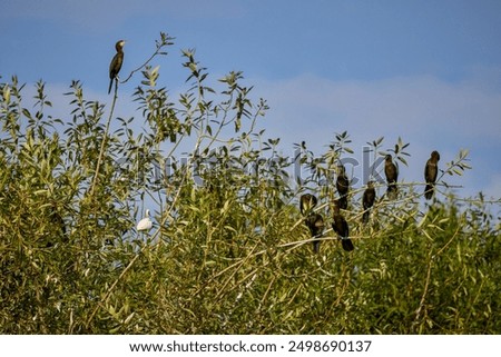 a group of cormorants on the branches of a tree near a lake.