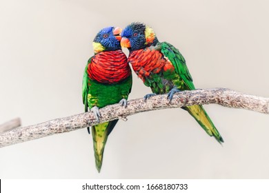 Group Couple Of Two Cute Colorful Little Lorikeet Parrots Kissing. Beautiful Wild Tropical Animals Birds Sitting On Tree Branch. Beauty Of Wildlife Nature. 