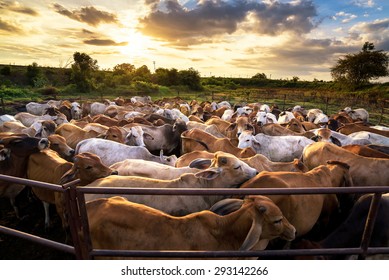 group of cow in cowshed with beautiful sunset scene - Shutterstock ID 293142266