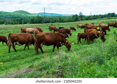
Group of cows and calves in their lush green grass pasture