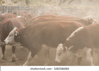 group of cows in a corral